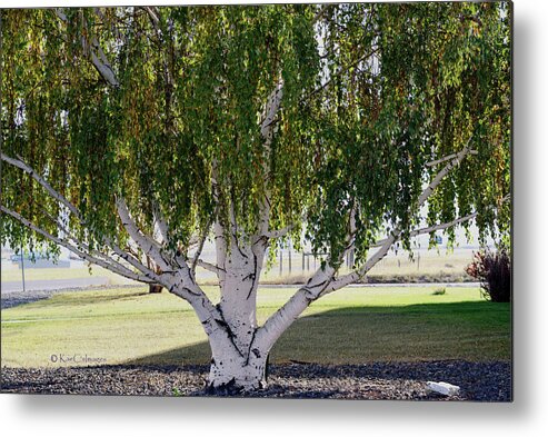 Willow Tree Metal Print featuring the photograph Willow Canopy by Kae Cheatham