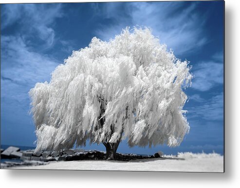 Willow Tree Metal Print featuring the photograph Willow Tree in Infrared  by Michael Demagall