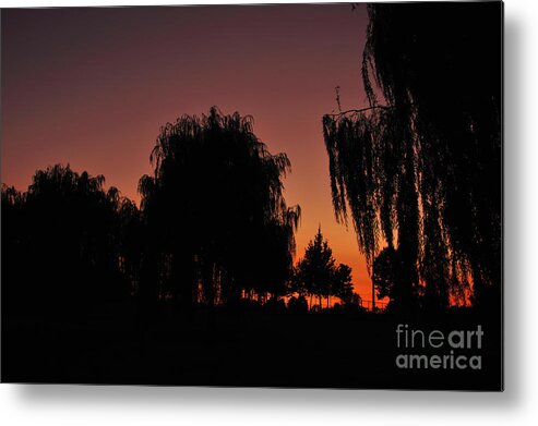 Leaves Metal Print featuring the photograph Willow Tree Silhouettes by Joe Ng