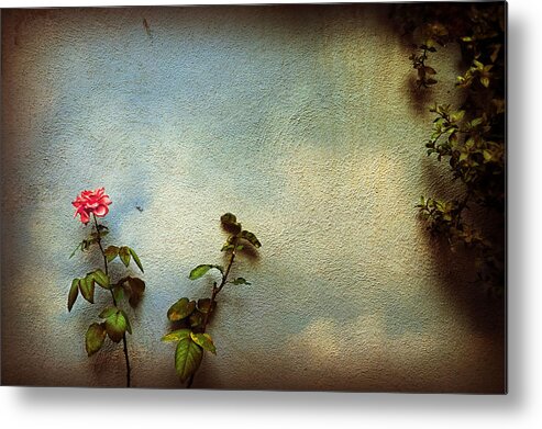 Rose Metal Print featuring the photograph Wilting rose by Silvia Ganora