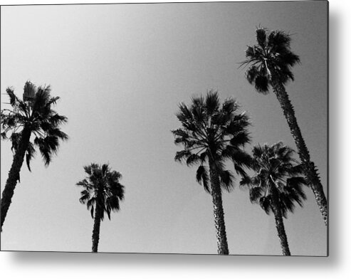 Palm Trees Metal Print featuring the photograph Wind In The Palms- by Linda Woods by Linda Woods