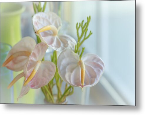 Flower Of The Day Metal Print featuring the photograph Window Light by Jade Moon