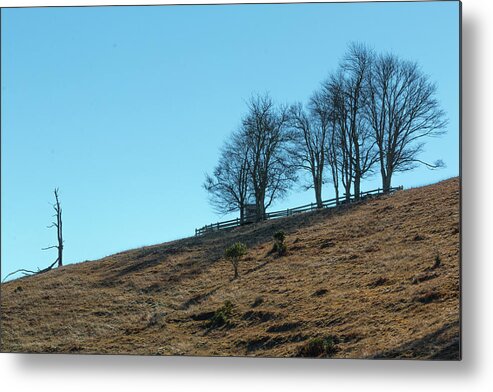 Windswept Metal Print featuring the photograph Windswept Trees - December 7 2016 by D K Wall