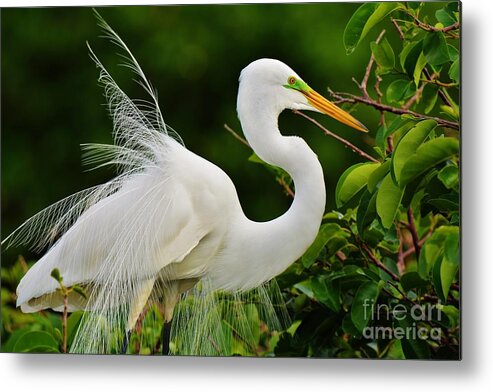 Great White Heron Metal Print featuring the photograph Windy Day by Julie Adair