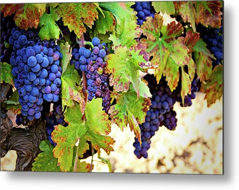 Wine Grapes Metal Print featuring the photograph Wine Country - Napa Valley California Photography by Melanie Alexandra Price