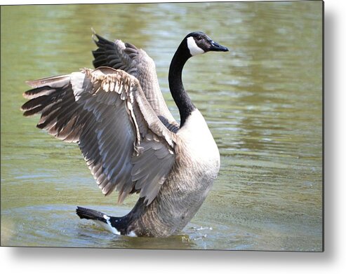 Goose Metal Print featuring the photograph Wing Flapping by Bonfire Photography