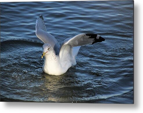Wings Birds Metal Print featuring the photograph Wings by Gerald Salamone