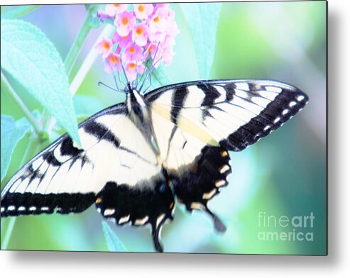 Butterfly Metal Print featuring the photograph Wings by Merle Grenz