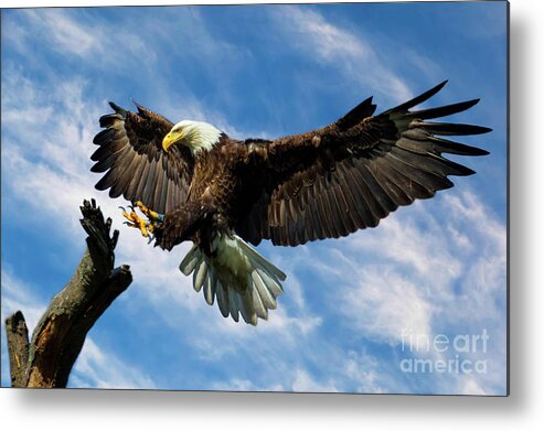 Eagle Metal Print featuring the photograph Wings Outstretched by Eleanor Abramson