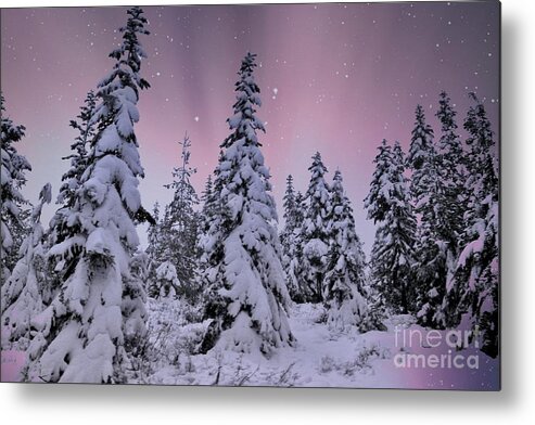 Landscape Metal Print featuring the photograph Winter Beauty by Sheila Ping