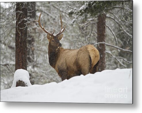 Winter Metal Print featuring the photograph Winter Bull by Douglas Kikendall