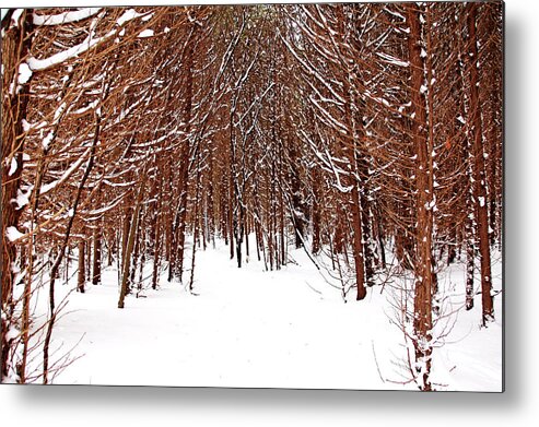 Cedar Trees Metal Print featuring the photograph Winter Cedars by Debbie Oppermann