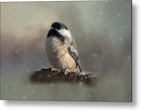 Song Bird Metal Print featuring the photograph Winter Chicadee by Cathy Kovarik