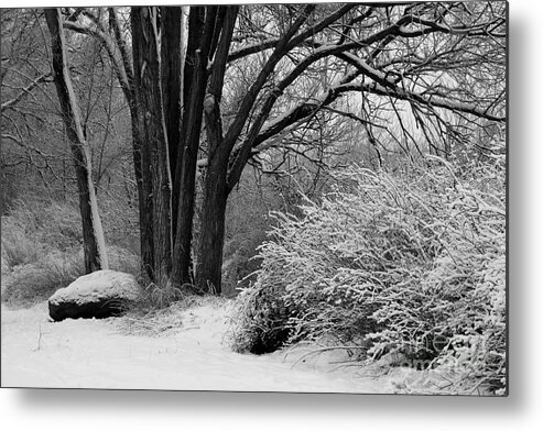 Snowy Landscape Metal Print featuring the photograph Winter Day - Black and White by Carol Groenen
