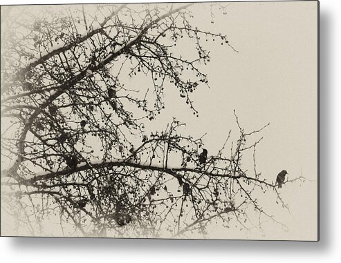 Winter Metal Print featuring the photograph Winter Feeding by Off The Beaten Path Photography - Andrew Alexander