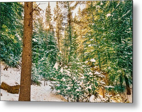 Winter Metal Print featuring the photograph Winter Forest Golden Light by James BO Insogna