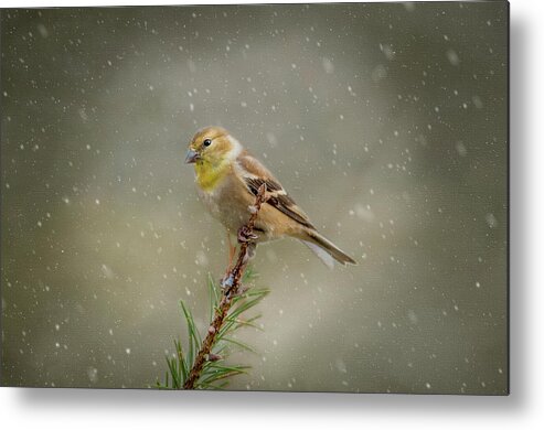 Winter Metal Print featuring the photograph Winter Goldfinch by Cathy Kovarik