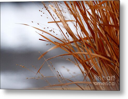 Grass Metal Print featuring the photograph Winter Grass - 2 by Linda Shafer