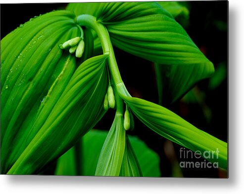 Solomon's Seal Metal Print featuring the photograph Winter Has Gone by Michael Eingle