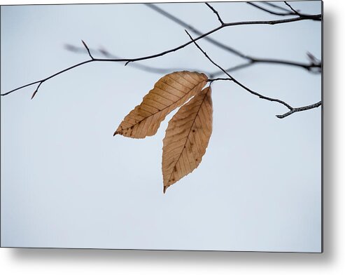 Stickney Brook Metal Print featuring the photograph Winter Leaves by Tom Singleton