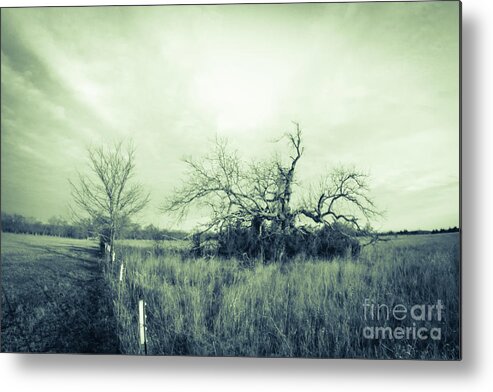Pecan Metal Print featuring the photograph Winter Pecan by Cheryl McClure