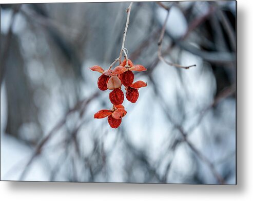 Colorado Metal Print featuring the photograph Winter Seeds by Daniel Murphy