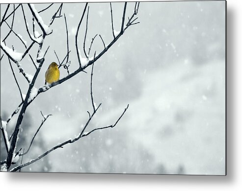 Goldfinch Metal Print featuring the photograph Winter Snow with a Touch of Goldfinch for Color by Laura Mountainspring