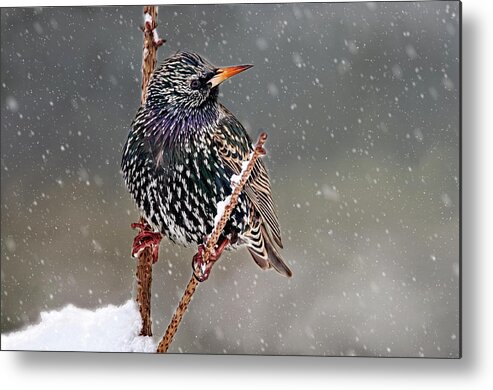 Starling Metal Print featuring the photograph Winter Starling 2 by Cathy Kovarik