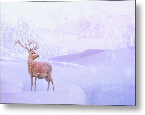 Winter Metal Print featuring the photograph Winter Story by Iryna Goodall