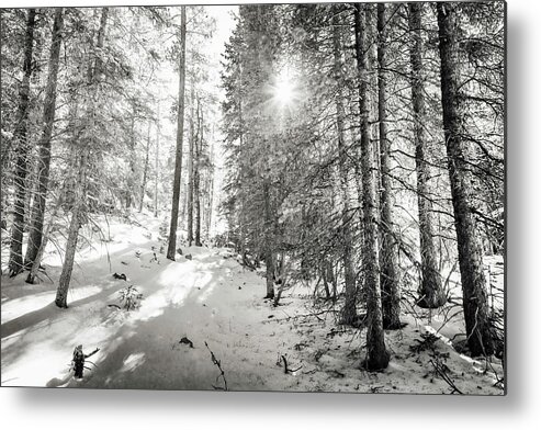 Backcountry Metal Print featuring the photograph Winter Sunshine Forest Shades Of Gray by James BO Insogna
