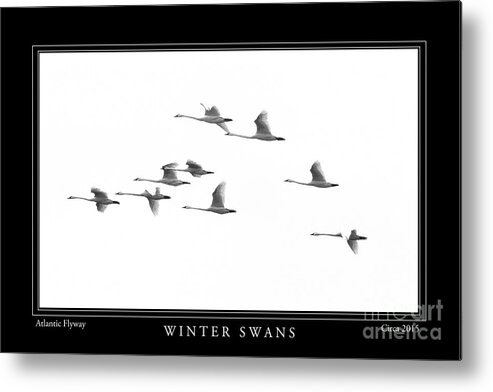 Swans Metal Print featuring the photograph Winter Swans by Gene Bleile Photography 