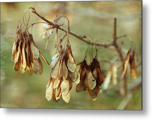 Tree Limb Metal Print featuring the photograph Wintering by Steven Michael