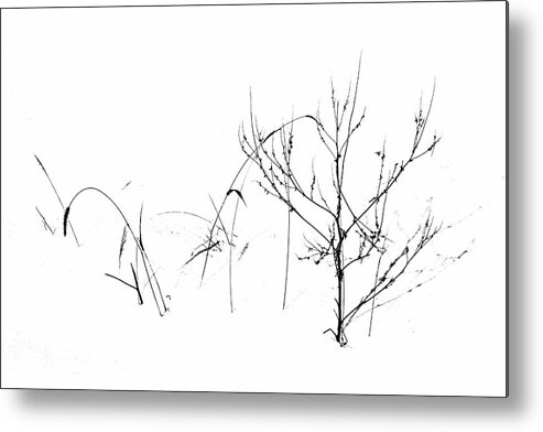 Minimalism Metal Print featuring the photograph Winter's Garden by Debbie Oppermann