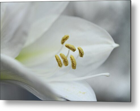 Amaryllis Metal Print featuring the photograph Winter's Love by Connie Handscomb