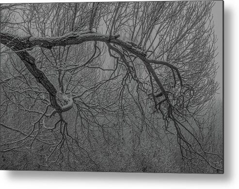 Tree Metal Print featuring the photograph Wintery Tree by Jedediah Hohf