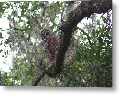  Metal Print featuring the photograph Wise One Watching by Anita Parker