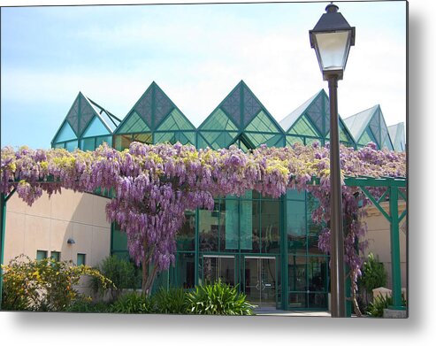 Springtime Metal Print featuring the photograph Wisteria at Santa Clara University by Carolyn Donnell