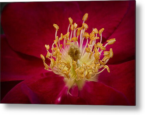 Flower Metal Print featuring the photograph Within a Flower by Morgan Wright