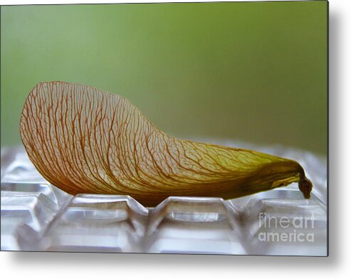Maple Metal Print featuring the photograph Within Lies A Tree by Nina Silver