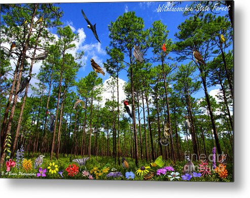 Withlacoochee State Forest Metal Print featuring the photograph Withlacoochee State Forest Nature Collage by Barbara Bowen
