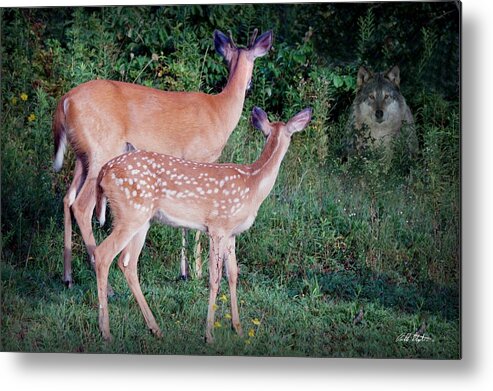 Deer Metal Print featuring the photograph Wolf by Bill Stephens