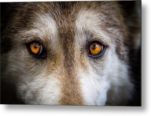 Animal Metal Print featuring the photograph Wolf Eyes by Teri Virbickis