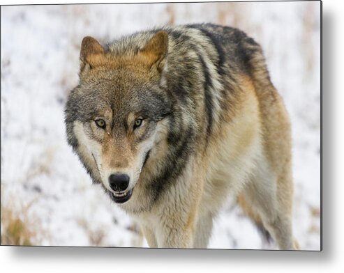 Wild Metal Print featuring the photograph Wolf in the Wild by Mark Miller