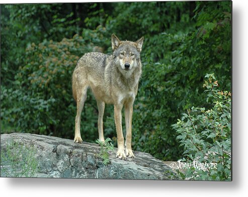 Minnesota Metal Print featuring the photograph Wolf by Joan Wallner