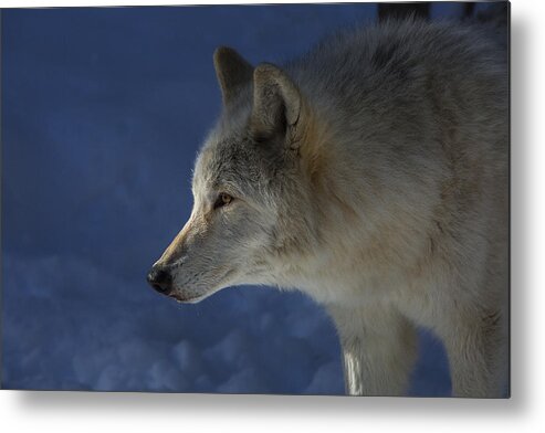 Wolf Metal Print featuring the photograph Wolf Stare by Jeff Shumaker