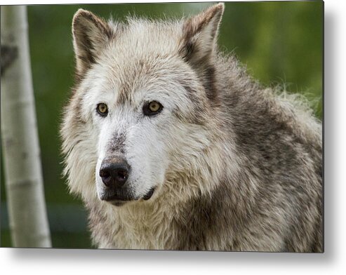 Wolf Metal Print featuring the photograph Wolf by Wesley Aston