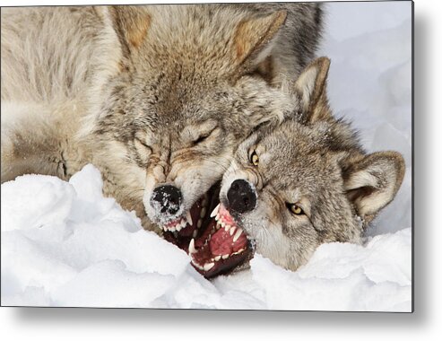 Snow Metal Print featuring the photograph Wolves Rules by Mircea Costina
