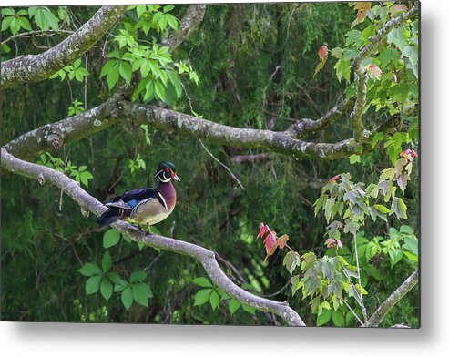 Waterfowl Metal Print featuring the photograph Wood Duck in tree by Kevin Craft