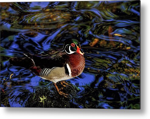 Wood Duck Metal Print featuring the photograph Wood Duck by Stuart Harrison