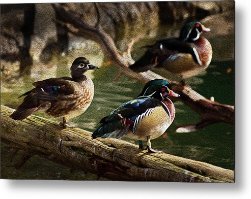 Animals Metal Print featuring the photograph Wood Ducks Posing on a Log by Dennis Dame